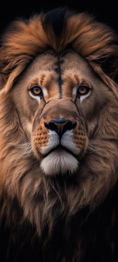 a close up photo of a lion's face