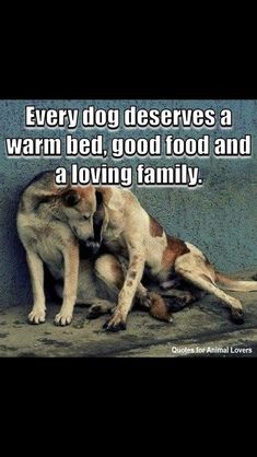 a dog laying on the ground with its head on another dog's back and caption that reads, every dog deserves a warm bed, god food and a loving family