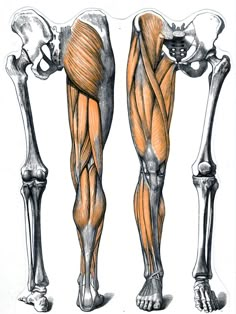 the muscles are shown in this drawing, and there is no image on it to describe