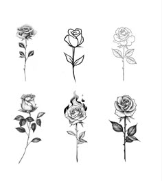 four different types of roses are shown in this black and white drawing set on paper