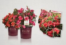 three potted flowers are on display in front of a white wall and two pictures