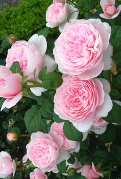 pink roses are blooming in the garden