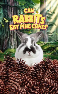 a rabbit sitting on top of pine cones in front of a forest with the words can rabbits eat pine cones?