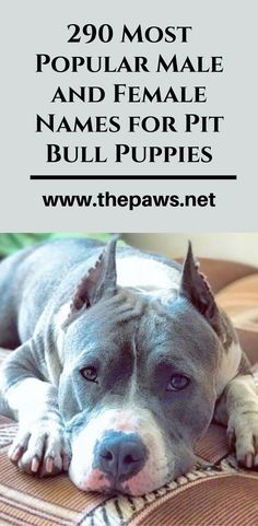 a dog laying on top of a bed with the caption that reads, 209 most popular male and female names for pitbull puppies