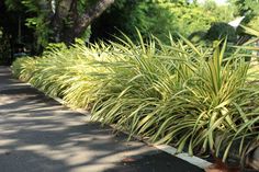 some very pretty plants by the side of the road