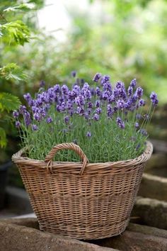 a wicker basket filled with purple flowers