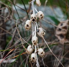 a bunch of dead flowers hanging from a tree