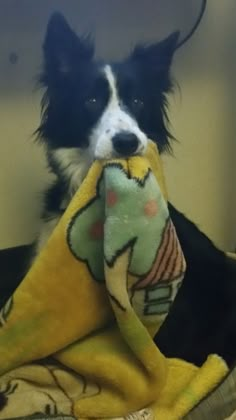 a black and white dog sitting on top of a bed covered in a yellow blanket