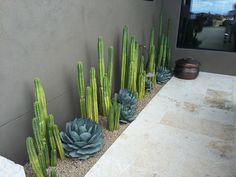 there are many green plants in the planter by the wall and on the side of the building