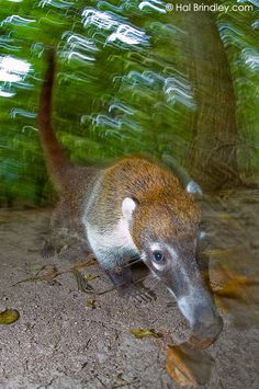 an animal that is walking around in the dirt and grass with trees in the background