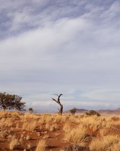 a lone tree stands in the middle of an arid area with dry grass and scrub brush