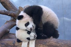 two panda bears cuddle together on a tree branch