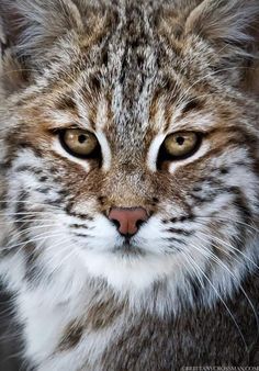 a close up of a cat's face with brown and white stripes on it