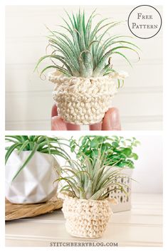 crochet potted planter with air plants in it and text overlay that says, free pattern