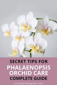 white orchids with text overlay that reads secret tips for phalaenoopis orchid care complete guide