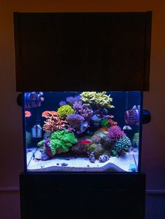 an aquarium filled with lots of different types of corals and algae in the dark