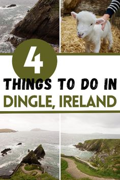 four pictures with the words 4 things to do in dingle, ireland