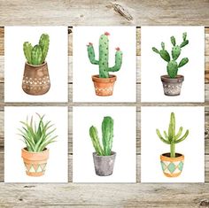 four watercolor paintings of cactuses in pots on a wooden background with text overlay