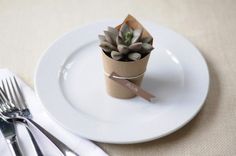 a small succulent plant is placed in a paper cup on a white plate