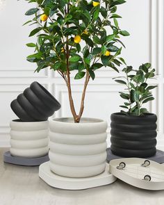 there is a potted lemon tree in the middle of three black and white planters