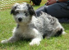 a gray and white dog laying on top of a lush green field next to a person