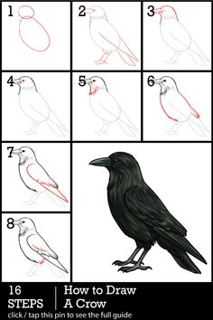 how to draw a crow with step by step instructions for beginners and advanced students