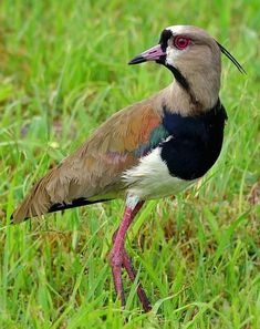 a bird standing in the grass with its beak open