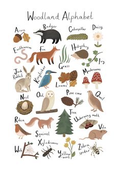 woodland alphabet poster with animals, birds and other things on it's back side