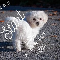 a small white dog standing on top of a gravel road