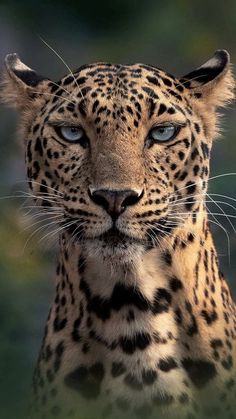 a close up of a leopard's face with blue eyes