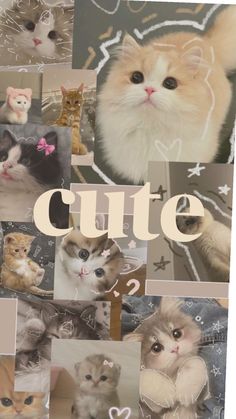 a collage of kittens with the word cute written in white on top and bottom