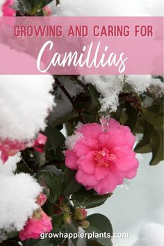 a pink flower with the words growing and caring for camillias