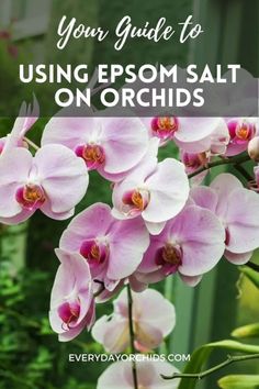 pink orchids with text overlay that reads, your guide to using epsom salt on orchids