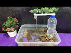 a plastic container filled with water and rocks next to plants on a purple table cloth