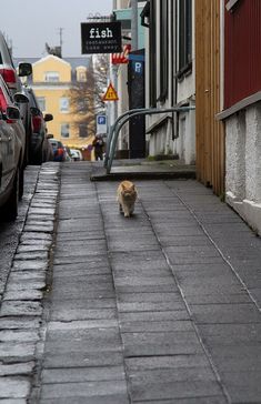 a cat walking down the street in front of parked cars