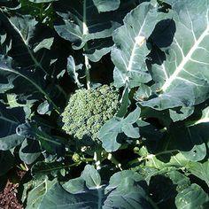 the broccoli is growing in the garden