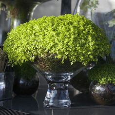 a vase filled with green moss sitting on top of a table next to other plants