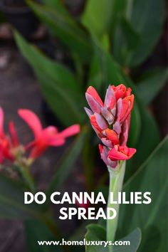 red flowers with the words do canna lilies spread over it's image