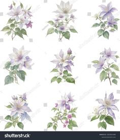 different types of flowers and leaves on a white background stock photo royaltyvectors