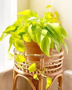 a potted plant sitting on top of a wooden stand