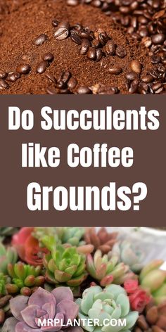 Do Succulents Like Coffee Grounds Coffee Grounds As Fertilizer, Different Types Of Succulents, Garden Problems, Light Roast Coffee, Potted Plants Outdoor, Indoor Vegetable Gardening, Uses For Coffee Grounds, Growing Veggies, Propagating Succulents