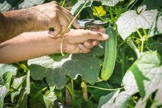 a person holding something in their hand while standing in the middle of a field full of green plants