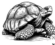 a black and white drawing of a tortoiseshell on the ground with its head turned to the side