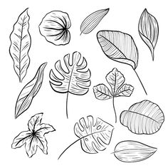 various leaves and flowers drawn in black ink