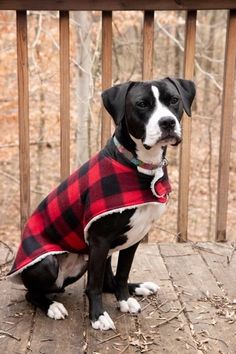 a black and white dog wearing a red plaid coat sitting on a wooden deck in front of trees