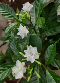 some white flowers and green leaves on a tree