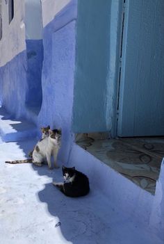 two cats sitting on the side of a building