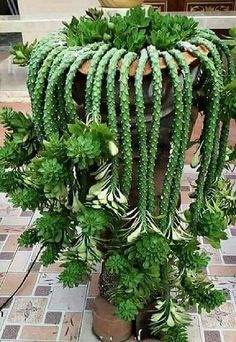 a large potted plant with green leaves on it's sides, in front of a tiled floor