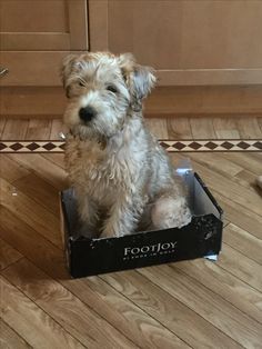 a small dog sitting in a box on the floor