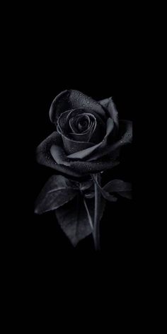 Black Rose Wallpaper, Black Flowers Wallpaper, Black Roses Wallpaper, Roses Wallpaper, Cute Black Wallpaper, Black Phone Wallpaper, Black Roses, Dark Phone Wallpapers, Black Phone